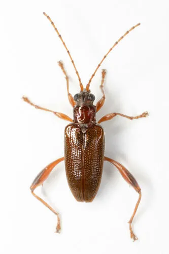Girdle-horned Pond Lily Leaf Beetle