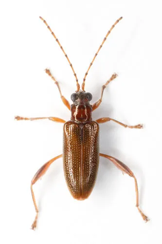 Girdle-horned Pond Lily Leaf Beetle - photo 2