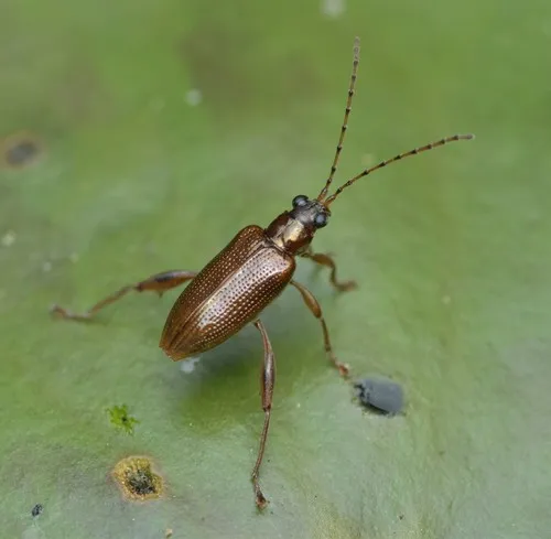 Girdle-horned Pond Lily Leaf Beetle - photo 3