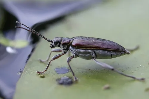 Girdle-horned Pond Lily Leaf Beetle - photo 4