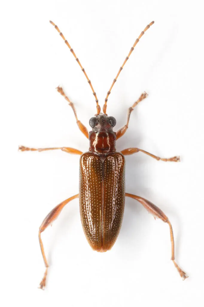 Girdle-horned Pond Lily Leaf Beetle - photo 5