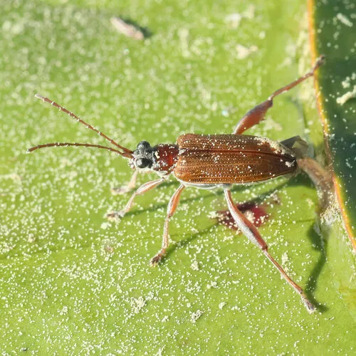 Girdle-horned Pond Lily Leaf Beetle - photo 6