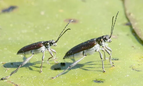 Girdle-horned Pond Lily Leaf Beetle - photo 7