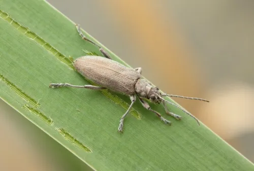 Donacia cinerea