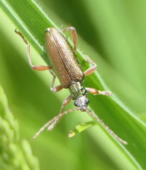Donacia clavipes