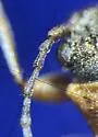 Donacia cuprea - photo 5