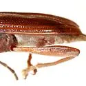 Donacia edentata - photo 2