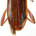 Donacia edentata - photo 3