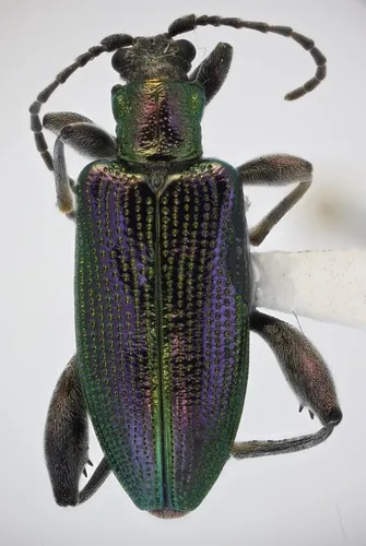 Donacia (Mergodonacia) magnifica - Donacia magnifica