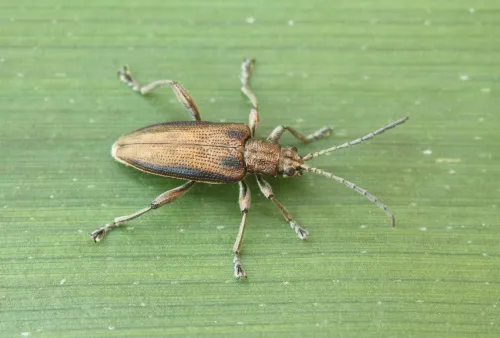 Donacia marginata - Donacia marginata