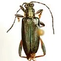 Donacia palmata
