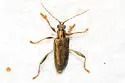 Donacia palmata - photo 4