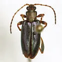 Donacia piscatrix - Donacia piscatrix