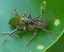 Donacia piscatrix - photo 3