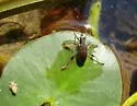 Donacia piscatrix - photo 4