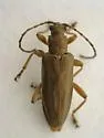 Donacia porosicollis