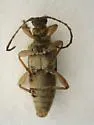 Donacia porosicollis - photo 2