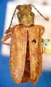 Donacia pubescens - photo 2