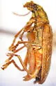 Donacia pubescens - photo 3
