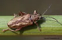 Donacia pubescens - photo 4