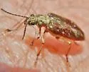 Donacia pubescens - photo 5