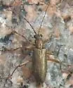 Donacia (Arundonacia) pubicollis - Donacia pubicollis