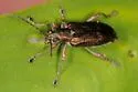 Donacia rugosa - photo 4