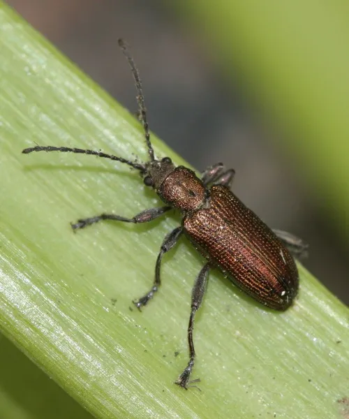 Donacia semicuprea - photo 2