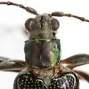 Donacia texana - photo 4