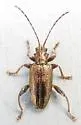 Donacia tuberculata - photo 2