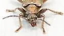 Donacia tuberculata - photo 3