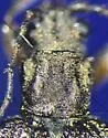 Donacia tuberculata - photo 4