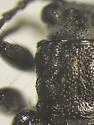Donacia tuberculifrons - Donacia tuberculifrons