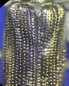 Donacia tuberculifrons - photo 2
