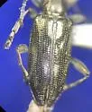 Donacia tuberculifrons - photo 3