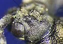 Donacia tuberculifrons - photo 4