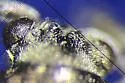 Donacia tuberculifrons - photo 5