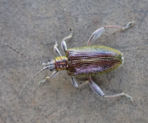 Donacia versicolorea