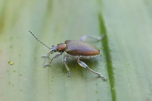 Donacia versicolorea - photo 2