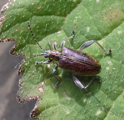 Donacia versicolorea - photo 3