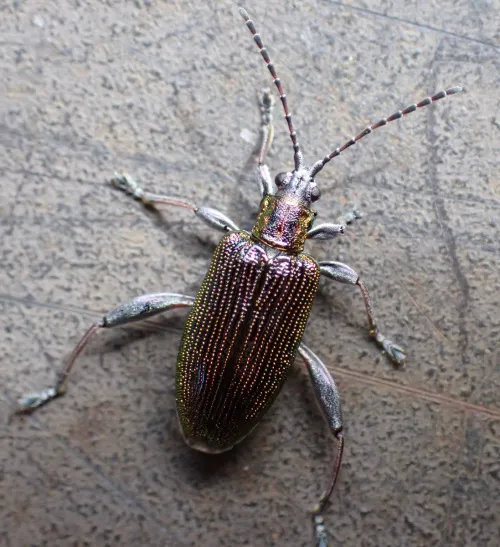 Donacia versicolorea - photo 4