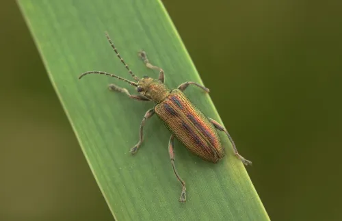 Donacia vulgaris - Donacia vulgaris