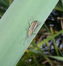 Donacia vulgaris - photo 2
