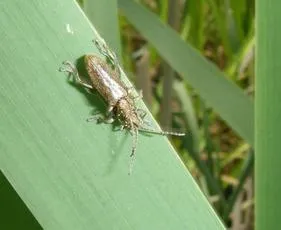 Donacia vulgaris - photo 3