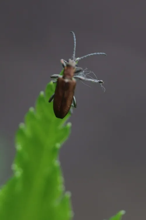 Donacia vulgaris - photo 4