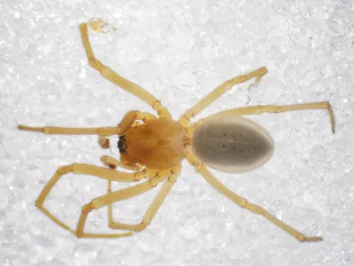 Donacochara speciosa
