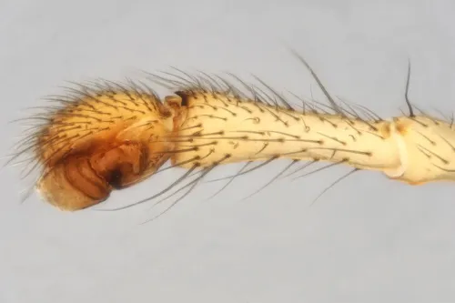 Donacochara speciosa - photo 2