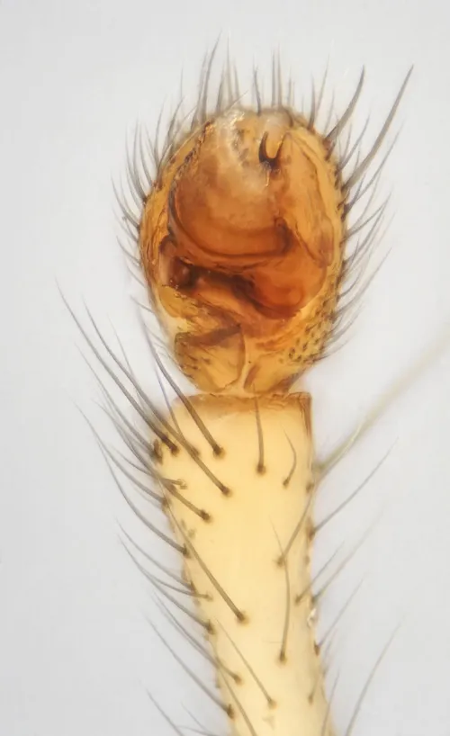 Donacochara speciosa - photo 3