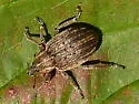 Clover Leaf Weevil - photo 2