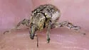 Clover Leaf Weevil - photo 3